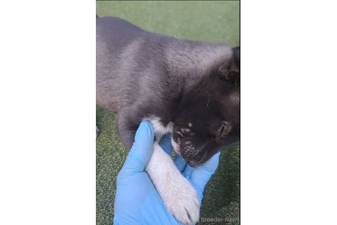 成約済の千葉県のミックス犬-293638の24枚目